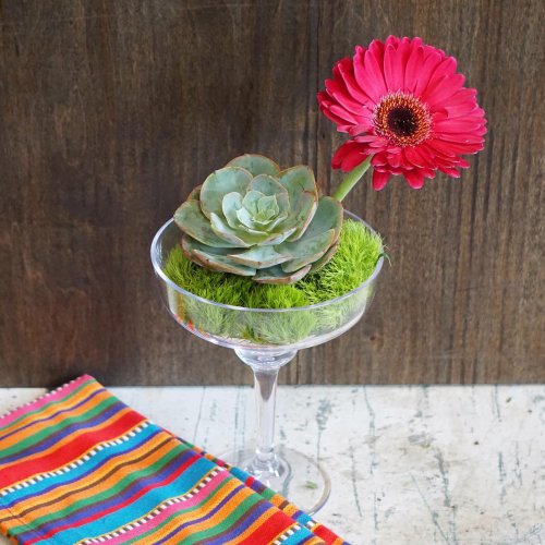 Photo post from fallonsflowers.